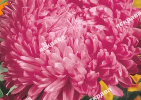 Dwarf Aster Pink Wonder 0.3 g, Flower Seeds, 20 pcs