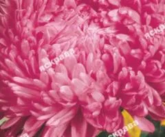 Dwarf Aster Pink Wonder 0.3 g, Flower Seeds, 20 pcs