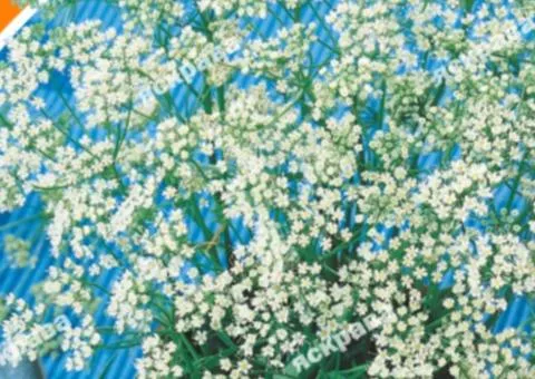 Anise 1.0 g, Seeds, 20 pcs