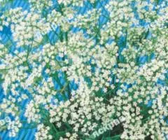 Anise 1.0 g, Seeds, 20 pcs