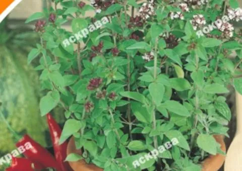 Oregano 0.1 g, Seeds, 20 pcs.
