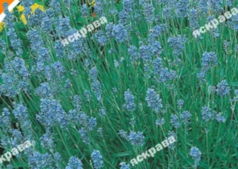 Lavender 0.1 g, Seeds, 20 pcs.