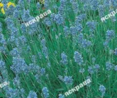 Lavender 0.1 g, Seeds, 20 pcs.
