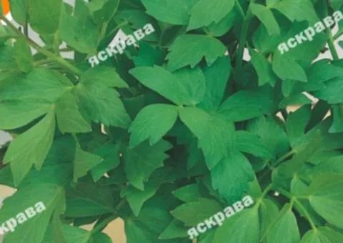 Lovage 0.2 g, Seeds, 20 pcs.