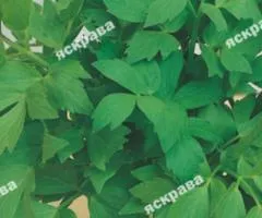 Lovage 0.2 g, Seeds, 20 pcs.