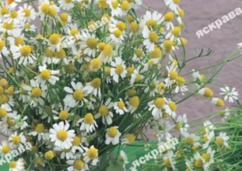 Chamomile (Pharmacy) 0.3 g, Seeds, 20 pcs