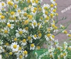 Chamomile (Pharmacy) 0.3 g, Seeds, 20 pcs