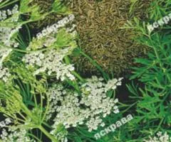 Caraway 2 g, Seeds, 20 pcs
