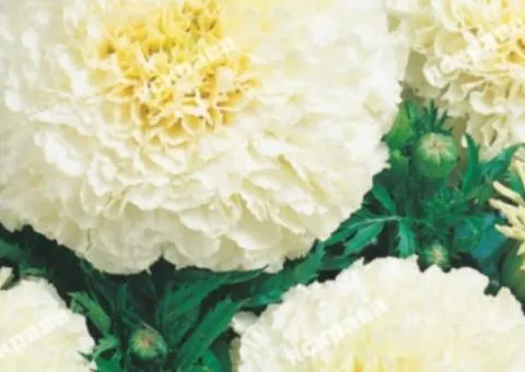 Tall marigolds 'Kilimanjaro' 0.5 g, Flower seeds, 20 pcs