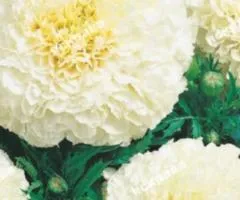 Tall marigolds 'Kilimanjaro' 0.5 g, Flower seeds, 20 pcs