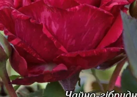 Rose bare-root Red Intuition class A, Seedlings, 8 pcs.