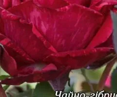Rose bare-root Red Intuition class A, Seedlings, 8 pcs.