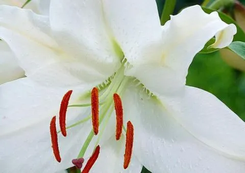 Oriental lily Casa Blanca 12/14, Bulbs and corms, 10 pcs