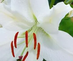 Oriental lily Casa Blanca 12/14, Bulbs and corms, 10 pcs