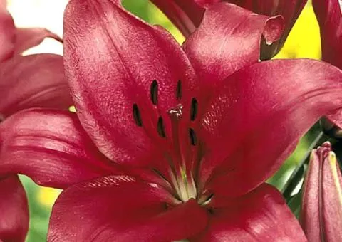 Lily LA hybrid Fangio 12/14, Bulbs and corms, 10 pcs.
