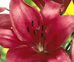 Lily LA hybrid Fangio 12/14, Bulbs and corms, 10 pcs.
