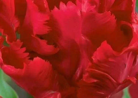 Parrot tulip Karel Doorman 10/11, Bulbs and corms, 30 pcs.