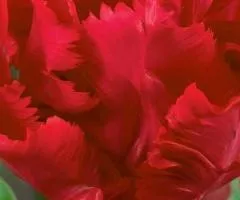 Parrot tulip Karel Doorman 10/11, Bulbs and corms, 30 pcs.