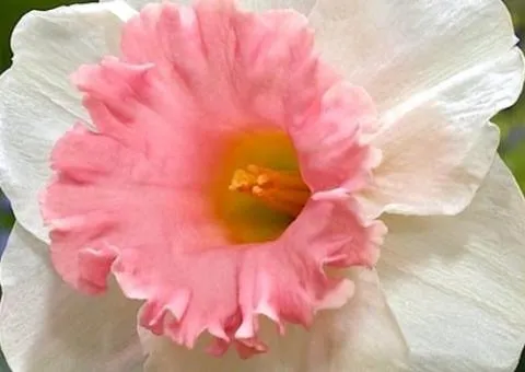 Нарцис корончатий Rosy Sunrise 10/12, Бульби та цибулини, 3 шт.