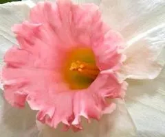 Daffodil (corona-type) Rosy Sunrise 10/12, Bulbs and corms, 3 pcs.