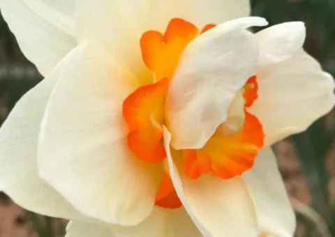 Narcissus (crowned) with double corona Flower Drift 10/12 (capers 3 pcs), Bulbs and corms, 3 pcs