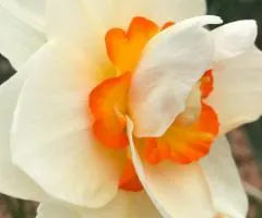 Narcissus (crowned) with double corona Flower Drift 10/12 (capers 3 pcs), Bulbs and corms, 3 pcs