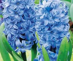 Hyacinth Blue Giant 14/15, Bulbs and Corms, 30 pcs.