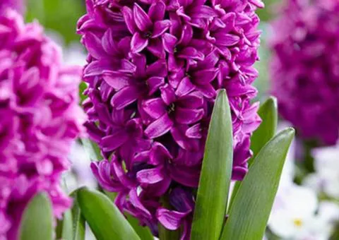 Hyacinth Miss Saigon 14/15, Bulbs and Corms, 30 pcs.