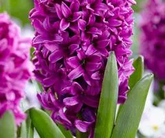 Hyacinth Miss Saigon 14/15, Bulbs and Corms, 30 pcs.