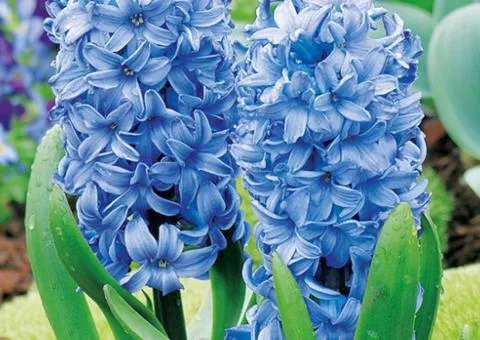 Hyacinth Blue Giant 18/19, Bulbs and Tubers, 20 pcs.
