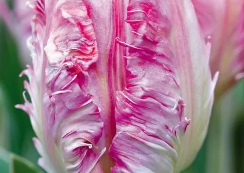 Parrot Tulip Elsenburg 11/12, Bulbs and Tubers, 20 pcs.