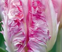 Parrot Tulip Elsenburg 11/12, Bulbs and Tubers, 20 pcs.