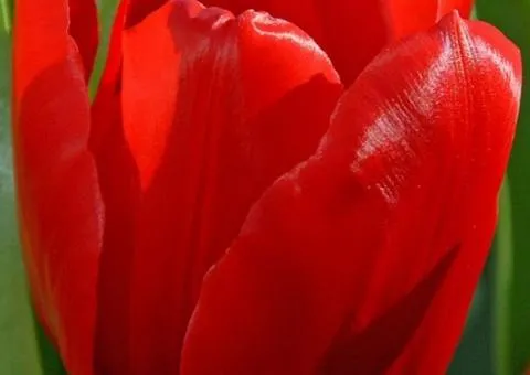 Tulip Triumph Ile de France 10/11, Bulbs and Corms, 30 pcs.