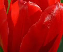 Tulip Triumph Ile de France 10/11, Bulbs and Corms, 30 pcs.