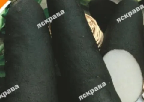Radish Black Long (winter) 2 g, Vegetable seeds, 20 pcs