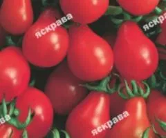 Томат Груша червона 0.1 г, Насіння овочів, 20 шт.
