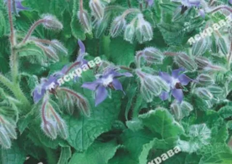 Cucumber herb (borage) 1 g, Seeds, 20 pcs.