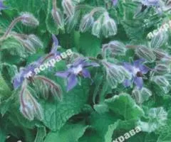 Cucumber herb (borage) 1 g, Seeds, 20 pcs.