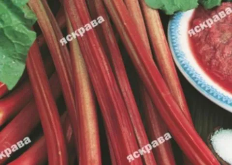 Rhubarb Lider 1.0 g, Seeds, 20 pcs