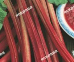 Rhubarb Lider 1.0 g, Seeds, 20 pcs