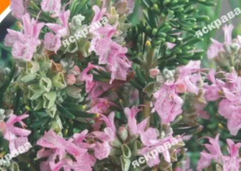 Rosemary 0.05 g, Seeds, 20 pcs.