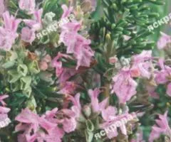 Rosemary 0.05 g, Seeds, 20 pcs.