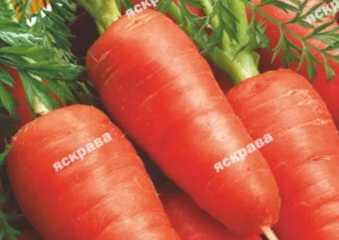 Морква Ред Кор 20 г, Насіння овочів, 10 шт.