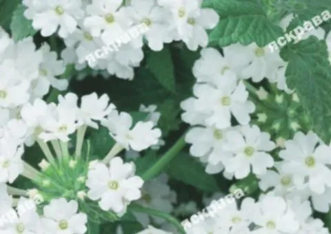 Verbena hybrid White 0.1 g, Flower seeds, 20 pcs.