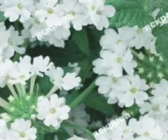 Verbena hybrid White 0.1 g, Flower seeds, 20 pcs.
