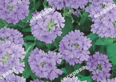 Verbena hybrid Blue 0.1 g, Flower seeds, 20 pcs.