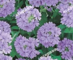 Verbena hybrid Blue 0.1 g, Flower seeds, 20 pcs.