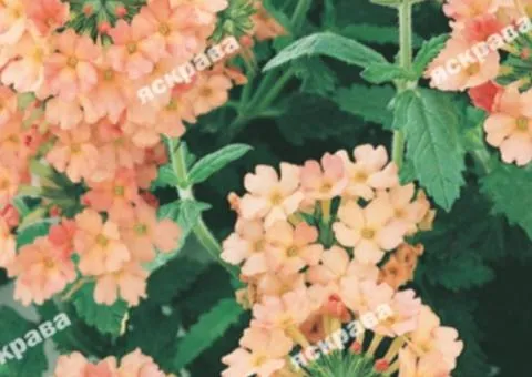 Verbena hybrid Salmon 0.1 g, Flower seeds, 20 pcs.