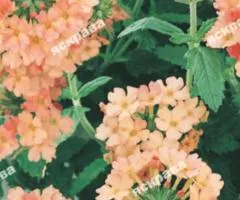 Verbena hybrid Salmon 0.1 g, Flower seeds, 20 pcs.