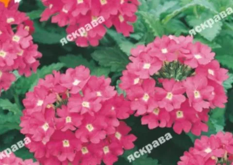 Verbena hybrid Pink 0.1 g, Flower seeds, 20 pcs.